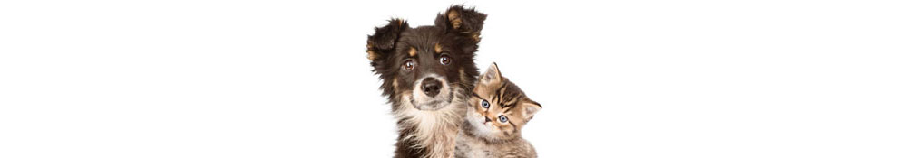 Hund und Katze